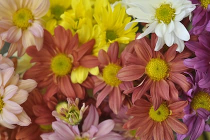 Un arco iris de crisantemos del tipo
“margarita”. En conjunto son pura vitalidad.