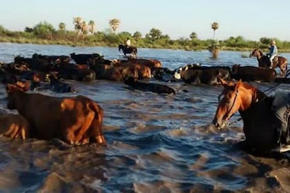 Un arreo por el agua a tierra firme de un lote de vacas