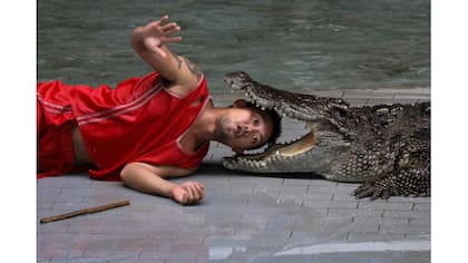 Un artista pone su cabeza entre las mandíbulas de un cocodrilo durante una actuación para los turistas en el zoo del tigre de Sriracha, en la provincia de Chonburi,