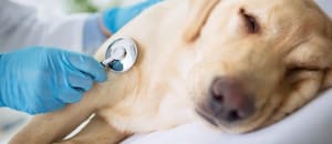 La desesperada historia que conmueve al mundo: busca en la IA la vacuna para salvar a su perra de una muerte atroz