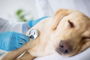 La desesperada historia que conmueve al mundo: busca en la IA la vacuna para salvar a su perra de una muerte atroz