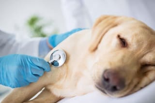 La desesperada historia que conmueve al mundo: busca en la IA la vacuna para salvar a su perra de una muerte atroz