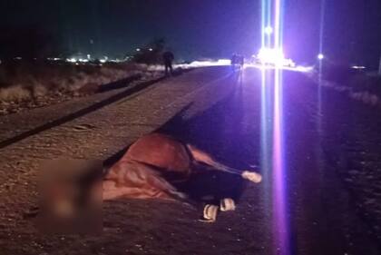 Un auto chocó contra dos caballos en la ruta 82 en Mendoza