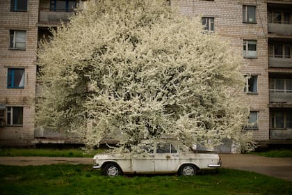 Un auto, estacionado bajo un árbol en la ciudad abandonada de Chernobyl, Ucrania, el 26 de abril de 2022