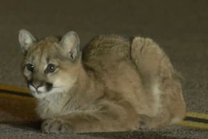 Conducían por la carretera en Los Ángeles y lo que vieron sobre el asfalto los sorprendió: un cachorro de puma