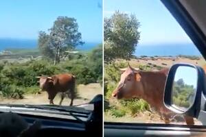 Un conductor le pide direcciones a una vaca y su reacción se hizo viral