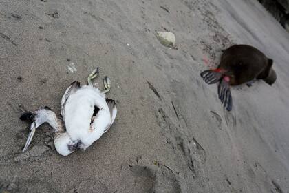 Un ave marina y un lobo marino hallados muertos en la playa de Punta Bermeja, provincia de Río Negro