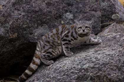 Un avistamiento clave: filmaron al gato andino en Mendoza (Foto: WCS)