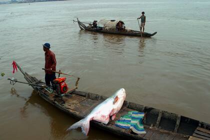 Un bagre gigante pescado en Camboya