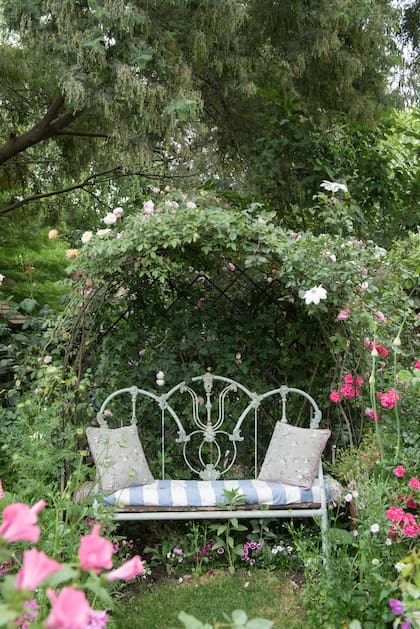 Un banco bajo un arco con las rosas: 'Safrano', Mrs. B. R. Cant' y 'Scepter'd Isle'.