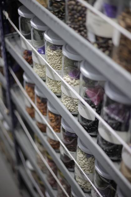 Un banco de germoplasma conserva 5000 muestras de semillas de 90 diferentes hortalizas en una estación experimental del INTA en Mendoza 