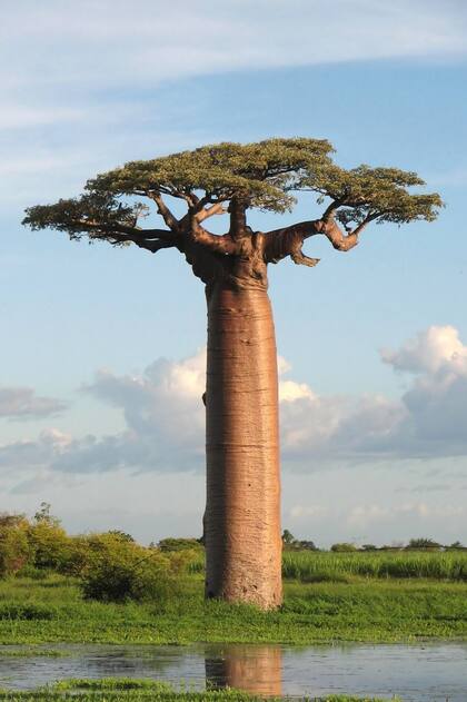 Un baobab en Madagascar