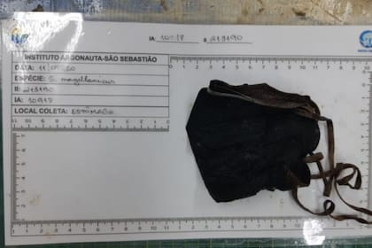 Por el hallazgo del barbijo en el estómago del animal, crece la preocupación por los desechos producidos durante la pandemia y su impacto en la naturaleza