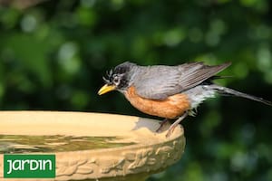 El dilema de poner un bebedero para aves en el jardín