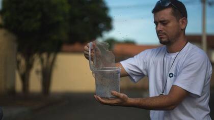 Un biológo en Brasil libera mosquitos para combatir el zika.