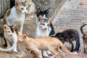 Un biólogo español puso la mira en los gatos callejeros de las Islas Canarias