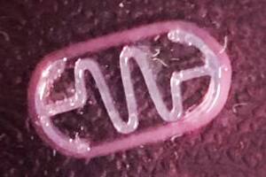 Un biorobot. La estructura está hecha con una impresora 3D, cubierta por células musculares; una descarga eléctrica hace que se contraigan y el resorte hace avanzar el dispositivo por un líquido