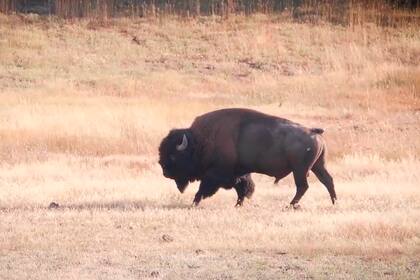 Un bisonte, como el que atacó a la mujer, dentro del parque nacional Yellowstone
