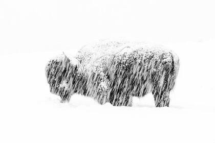 Un bisonte en el Parque Nacional de Yellowstone (EE.UU.) mueve su cabeza para hacer un hueco en la nieve en busca de pastos sepultados