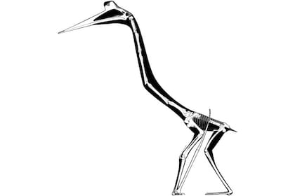 Un boceto de los huesos de Quetzalcoatlus northropi. Al caminar, el animal tenía un modo de andar único como ningún otro, y claramente diferente al del murciélago vampiro