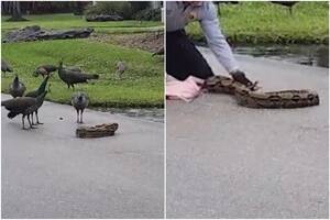 Un bombero recibió la llamada de unos vecinos que encontraron una serpiente cerca de su casa, en Miami