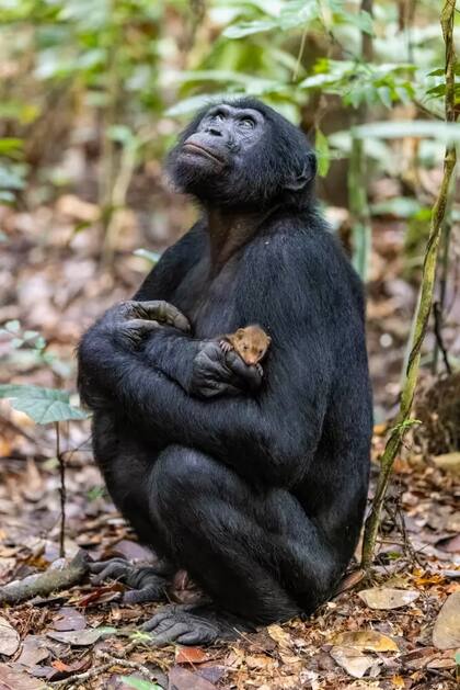 Un bonobo abraza a una pequeña mangosta como si fuera una mascota querida.
Foto: Christian Ziegler
