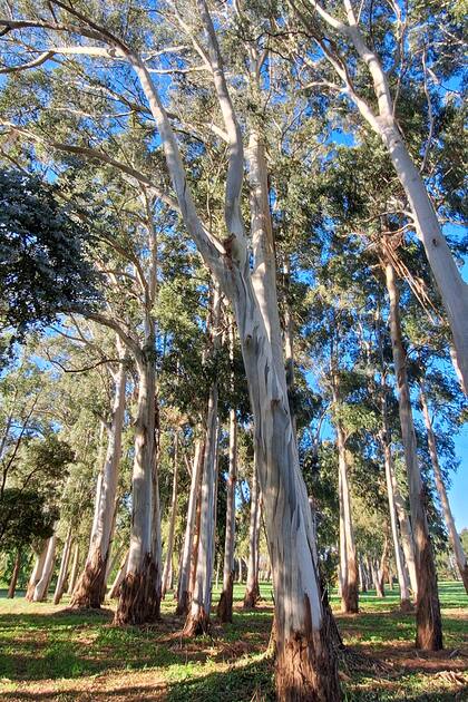 Un bosque de Eucalyptus viminalis.
