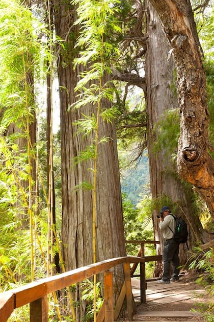 Un bosque escondido que alberga ejemplares de más de 2600 años, al que se llega navegando y luego caminando por pasarelas elevadas