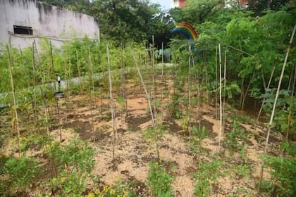 Un bosque plantado con el Método Miyawaki en India
