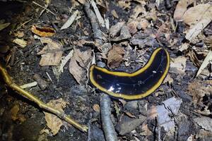 El hallazgo de una extraña especie de gusano sorprende en el parque Lanín