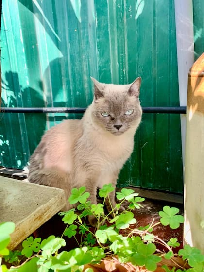 Un buen día, Nirvana comenzó a limpiar su pelaje, signo de buena salud.