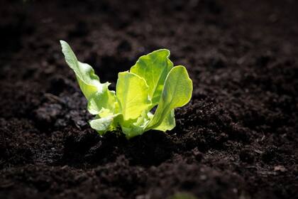 Un buen sustrato es fundamental para el buen desarrollo de las lechugas. Si presenta exceso de abonos nitrogenados o de compost fresco, pueden aparecer pulgones. El exceso de riego y la humedad promueven podredumbres y el ataque de babosas.