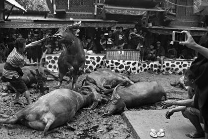 Un búfalo intenta escapar después de recibir un corte en el cuello mientras otros yacen muertos en el piso durante el sacrificio de animales en el ritual funerario o de la ceremonia de Rambu Solo en honor a Nenek Berta, en la aldea de Siguntu.