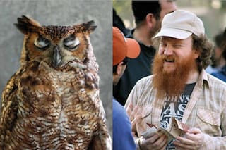 Los animales que somos: cerdos, cisnes y pavos reales