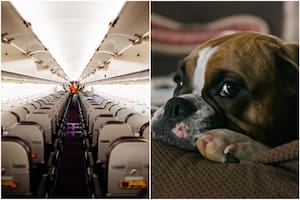 Relató una desagradable escena en un avión con un bulldog y se hizo viral