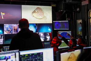 Un buque de investigación del Ocean Exploration Trust documentó el hallazgo de cuatro ejemplares de Nautilus belauensis