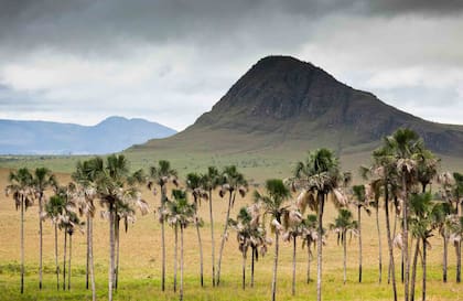 Un buritizal, conjunto de buritís, palmera típica de la Chapada.