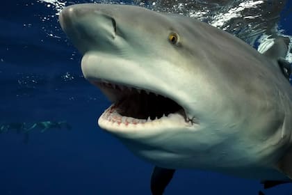 Un buzo se enfrentó cara a cara con un tiburón gigante y retrató el momento