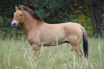 Un caballo de Przewalski fotografiado en la Zona de Exclusión de Chernobyl (Ucrania) en septiembre de 2015