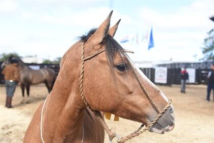 Dócil y fácil de mantener