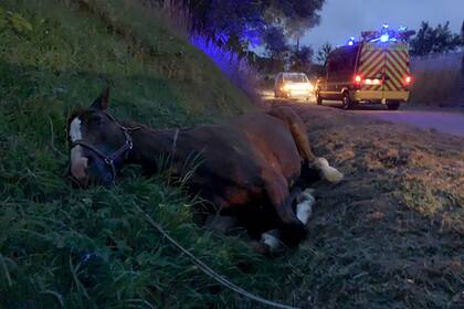 Un caballo herido en una zanja después de haber sido atacado, en Criquetot-sur-Logueville, noroeste de Francia