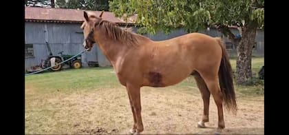 Un caballo herido por bala perdida en un campo de Chascomús