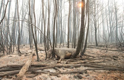 Un caballo muerto en la zona afectada por el feroz incendio forestal en El Hoyo