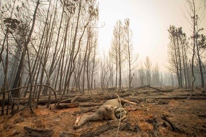 Un caballo muerto se ve en la zona afectada por el incendio forestal en El Hoyo