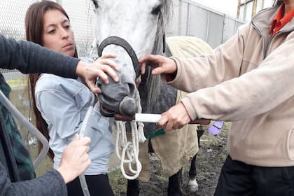 Un caballo necesita ser asistido con una sonda nasogástrica por sufrir un cólico en plena peregrinación