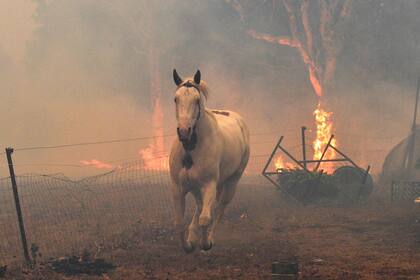 Un caballo trata de alejarse de los incendios forestales cercanos en una propiedad residencial cerca de la ciudad de Nowra en el estado australiano de Nueva Gales del Sur.