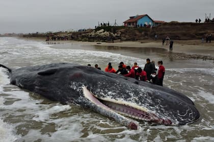 Un cachalote de más de 15 metros de largo murió al quedar varado en una playa de Mar del Plata