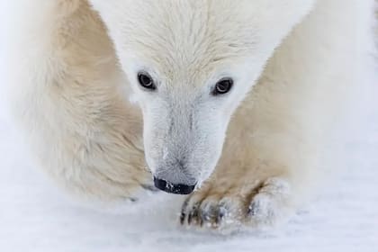 Un cachorro de oso polar