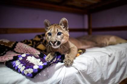 Un cachorro de puma fue rescatado de una vivienda en Mataderos