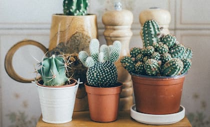 Un cactus sano, bien regado y limpio se interpreta como señal de protección activa y flujo adecuado